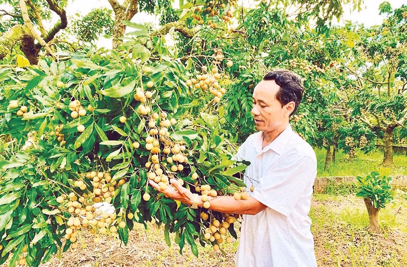 Nông dân xã Khoái Châu, tỉnh Hưng Yên chuyển đổi sang trồng nhãn cho thu nhập cao.