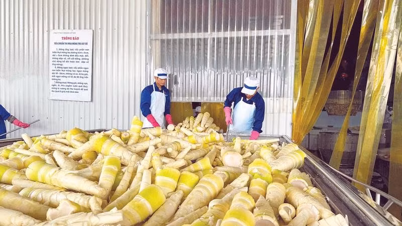 Măng bát độ được chế biến tại Công ty TNHH Yamazaki Việt Nam.