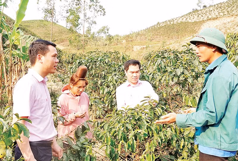Cán bộ Ngân hàng Chính sách xã hội chi nhánh tỉnh Sơn La kiểm tra việc sử dụng nguồn vốn vay phát triển cây cà-phê tại xã Mường É.