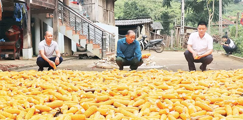 Ở bản Cò Chịa, ông Lò Văn Lẻ (ngồi giữa) là một trong những người tiêu biểu về phát triển kinh tế hộ.