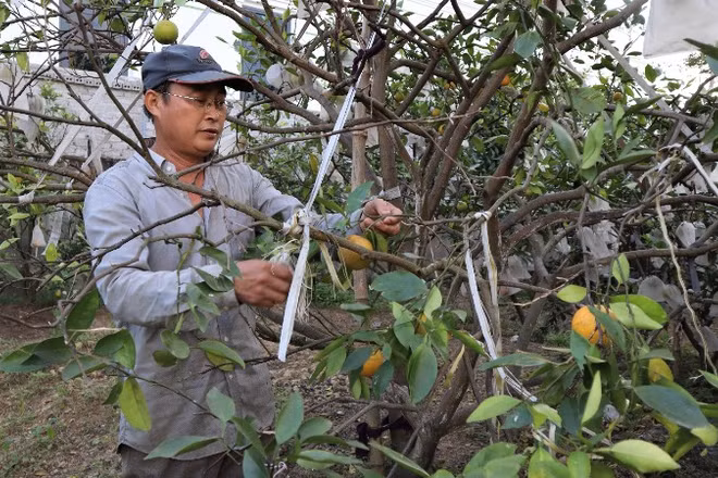 Ông Nguyễn Văn Hạnh (xóm Quyết Thắng, xã Nghi Lộc) chăm sóc vườn cam của gia đình.