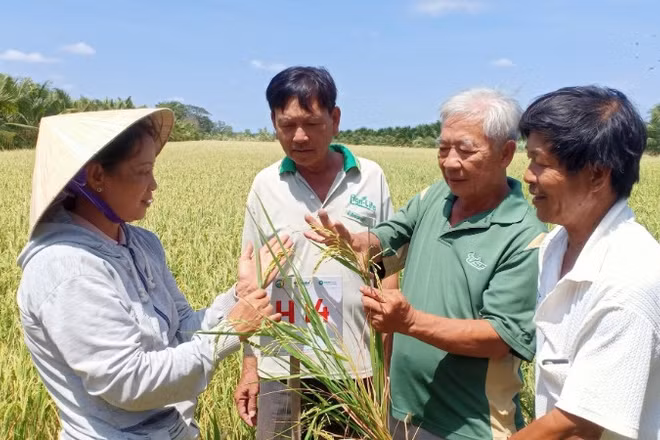 Lao động trong nông nghiệp hiện nay hầu hết đều do người cao tuổi đảm nhiệm.