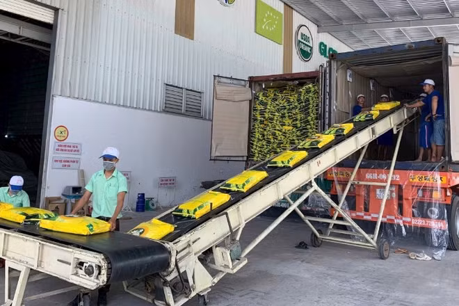 Dây chuyền đóng gói gạo xuất khẩu của Công ty cổ phần Nông nghiệp công nghệ cao Trung An, thành phố Cần Thơ. (Ảnh: MINH ANH)