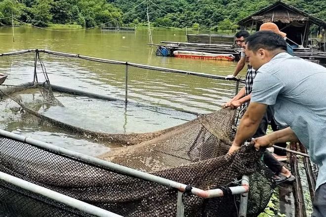 Đoàn công tác của Sở Nông nghiệp và Môi trường tỉnh Nghệ An kiểm tra tình trạng cá chết ở xã Tam Quang ngày 1/8. (Ảnh: KHÁNH HIỀN)