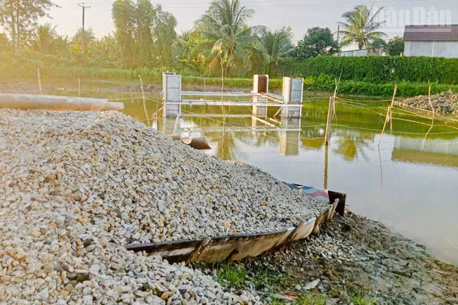 Nước xi-măng và nước bẩn gây ô nhiễm diện tích nuôi tôm của người dân, làm tôm thẻ nuôi bán công nghiệp bị chết. (Ảnh: TRỌNG DUY)