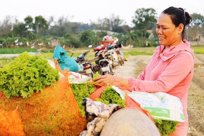 Rau và hành Hương An được thương lái đến thu mua, phân loại ngay tại ruộng.