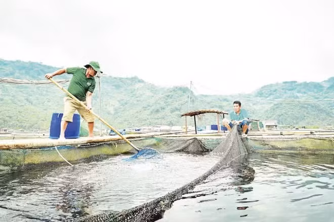 Mô hình nuôi thủy sản tại Hợp tác xã cá sạch Bẩy Tuyển, phường Hòa Bình, tỉnh Phú Thọ. (Ảnh: BẢO LONG)