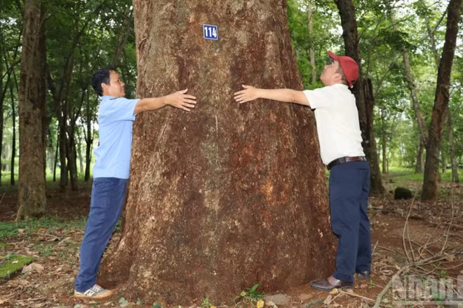Cây cao-su 120 năm tuổi trong vườn cao-su bảo tồn tại Đồng Nai.