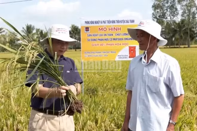 Nông dân kiểm tra quá trình sinh trưởng của cây lúa. (Ảnh: VĂN ÚT-TÙNG ANH)