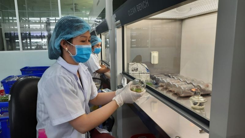 Nhân giống hoa lan bằng phương pháp nuôi cấy mô tế bào tại Khu Nông nghiệp công nghệ cao Thành phố Hồ Chí Minh. (Ảnh: CAO TÂN)