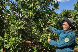 Người dân ở xã Phú Riềng (Đồng Nai) chăm sóc cây điều trong thời kỳ ra hoa, đậu trái vụ đầu năm 2026.