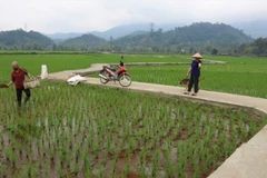Một tuyến đường nội đồng ở xã Lục Bình, huyện Bạch Thông được cứng hoá nhờ người dân hiến đất, góp công. (Ảnh: HƯƠNG DỊU)
