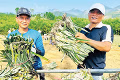 Người dân các xã vùng cao, biên giới tỉnh Quảng Ngãi liên kết với doanh nghiệp hình thành vùng nguyên liệu.