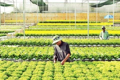 Sản xuất rau thủy canh tại trang trại Đức Tín, thành phố Đà Lạt, tỉnh Lâm Đồng. (Ảnh: MAI VĂN BẢO)