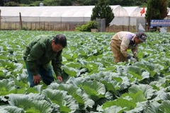 Xã viên của Hợp tác xã rau an toàn Tự Nhiên, phường Mộc Sơn, tỉnh Sơn La chăm sóc rau.