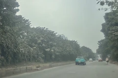 Tuyến đường gom Đại lộ Thăng Long (đoạn qua khu vực gần Thiên Đường Bảo Sơn) chìm trong lớp bụi dày đặc, mịt mù. Cây cối ven đường đổi sang màu trắng đục, phủ đầy lớp bột mịn. (Ảnh: THÙY LINH)