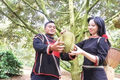 Trồng sầu riêng giúp nhiều nông dân Đắk Lắk nâng cao thu nhập, thoát nghèo bền vững.