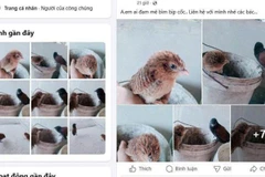 Hình ảnh một số loài chim hoang đã được bán trên mạng xã hội. (Ảnh: ENV)