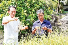 Nông dân Lê Văn Thể (bên trái) trên đồng ruộng ngoài thu hoạch thêm vụ tôm, năng suất lúa trung bình đạt hơn 6 tấn/ha.