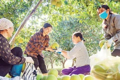 Cây bưởi góp phần tạo nguồn thu nhập ổn định cho nhiều hộ gia đình ở xã Vĩnh Phú, tỉnh Phú Thọ. (Ảnh: PHÙNG HẢI)