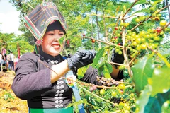 Tỉnh Điện Biên đặt mục tiêu đến năm 2030 có 20.000ha cây cà-phê Arabica, trở thành tỉnh đứng thứ hai cả nước về diện tích cây cà-phê Arabica.