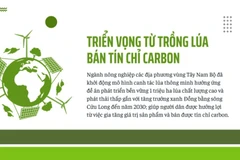 Triển vọng từ trồng lúa bán tín chỉ carbon