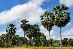 Giữ mãi màu xanh thốt nốt, nâng tầm tinh hoa quê hương 