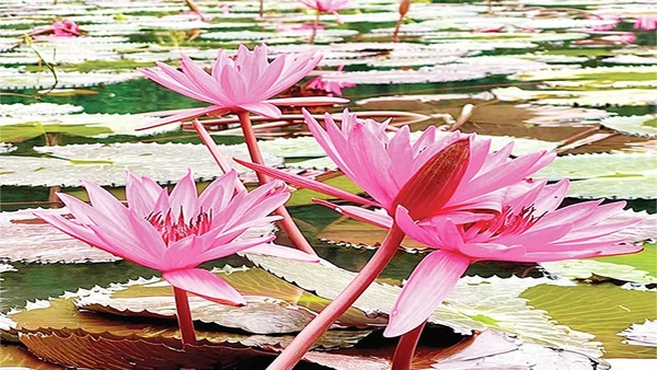 Hoa súng, biểu tượng của vẻ đẹp thanh khiết và sức sống mãnh liệt.