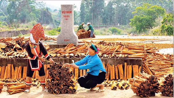 Thu hoạch quế ở xã miền núi Hoành Mô, tỉnh Quảng Ninh.