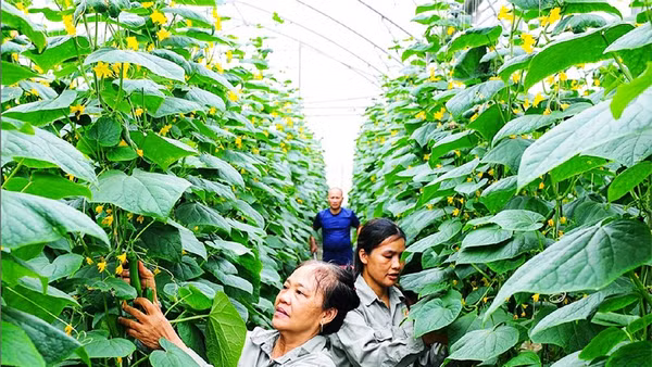 Trồng dưa chuột công nghệ cao tại Hợp tác xã Nông nghiệp công nghệ cao và hữu cơ Phú Điền, xã An Phú, Hải Phòng. (Ảnh THÀNH CHUNG)