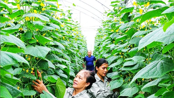 Trồng dưa chuột công nghệ cao tại Hợp tác xã Nông nghiệp công nghệ cao và hữu cơ Phú Điền, xã An Phú, Hải Phòng. (Ảnh THÀNH CHUNG)