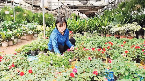 Nghề trồng hoa ở xã Phụng Công, tỉnh Hưng Yên.