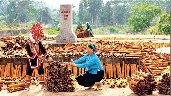 Thu hoạch quế ở xã miền núi Hoành Mô, tỉnh Quảng Ninh.