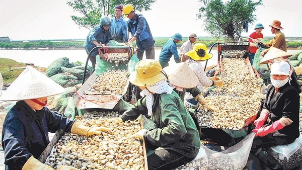 Các mô hình nuôi thủy sản hiệu quả được nhân rộng tại Kim Sơn. (Ảnh ANH TUẤN)