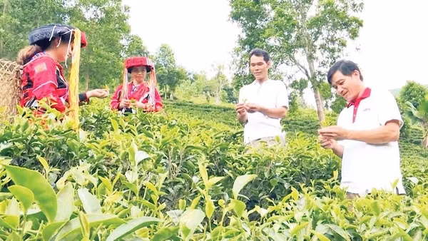 Chè Pà Thẻn, xã Tri Phú đạt chứng nhận OCOP 3 sao cấp tỉnh.