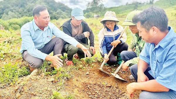 Lãnh đạo xã Tìa Dình hướng dẫn nông dân cách chăm sóc cây cà-phê được triển khai theo mô hình hỗ trợ sản xuất từ chương trình mục tiêu quốc gia.