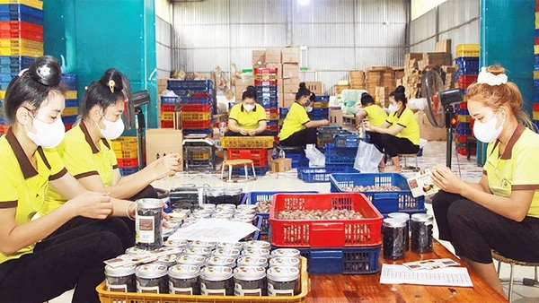 Hợp tác xã Tây Bắc tạo việc làm thường xuyên cho 12 lao động là người địa phương.