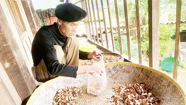 Cụ Hoàng Văn Đặng giới thiệu về một số loại cây quý trên rừng phục vụ sản xuất men nấu rượu.