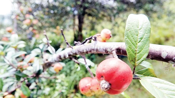 Quả sơn tra vào mùa thu hoạch.