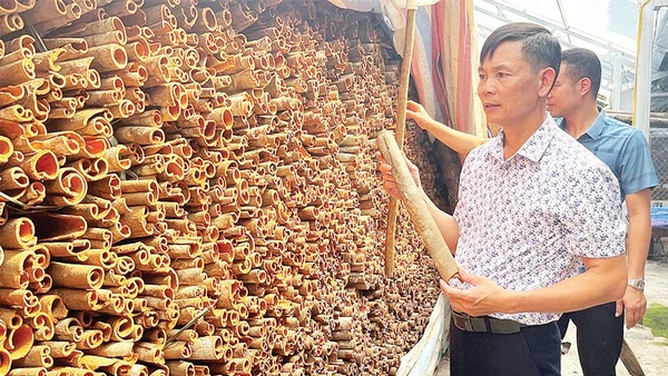 Anh Trần Văn Cháng bên sản phẩm quế hữu cơ chuẩn bị xuất bán.