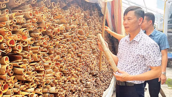 Anh Trần Văn Cháng bên sản phẩm quế hữu cơ chuẩn bị xuất bán.