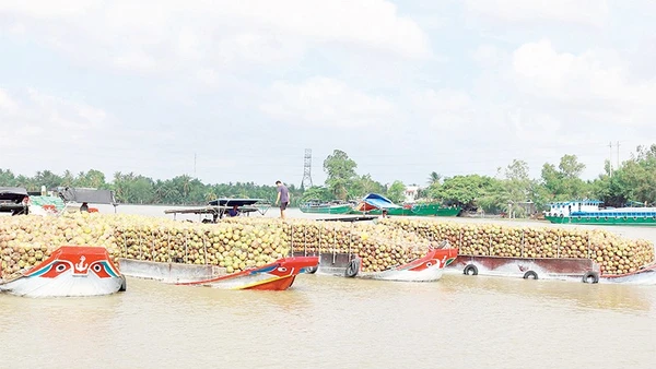 Nhiều phương tiện ghe chở hàng hóa nông sản neo đậu trên tuyến sông Đức Mỹ chờ cống thủy lợi Cái Hóp, xã Nhị Long, Vĩnh Long mở cửa để lưu thông.