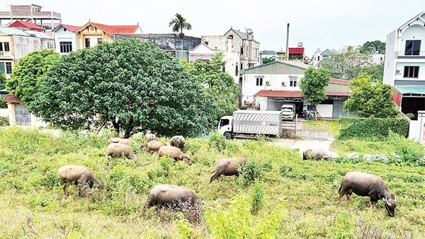 Nhiều hộ gia đình chuẩn bị điều kiện để tái đàn vật nuôi.