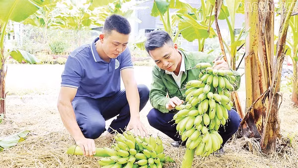 Người dân xã Bảo Hà thu hoạch chuối ngự. (Ảnh KIM THOA)