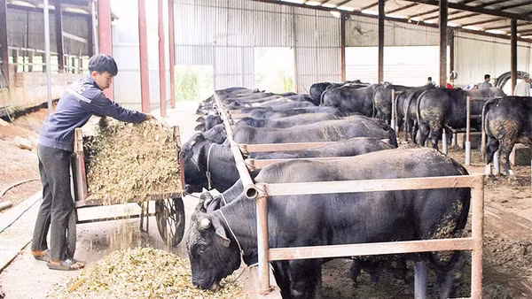 Mô hình nuôi bò lai 3B tại xã Chiềng Mai, tỉnh Sơn La đang mở ra hướng sản xuất mới.