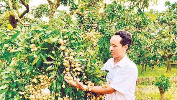 Nông dân xã Khoái Châu, tỉnh Hưng Yên chuyển đổi sang trồng nhãn cho thu nhập cao.
