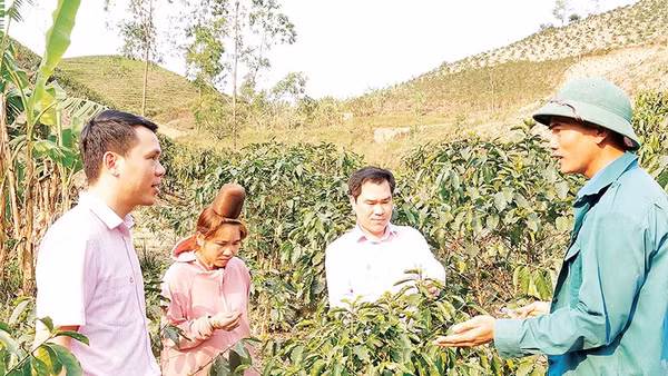 Cán bộ Ngân hàng Chính sách xã hội chi nhánh tỉnh Sơn La kiểm tra việc sử dụng nguồn vốn vay phát triển cây cà-phê tại xã Mường É.