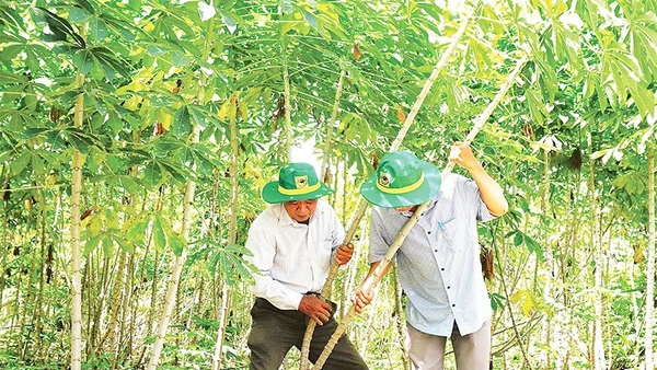 Cán bộ khuyến nông kiểm tra quá trình phát triển của cây sắn.