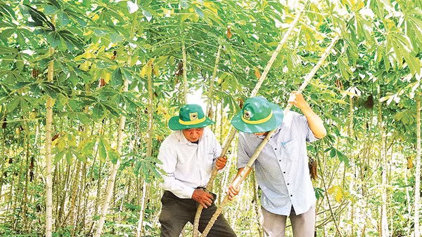 Cán bộ khuyến nông kiểm tra quá trình phát triển của cây sắn.