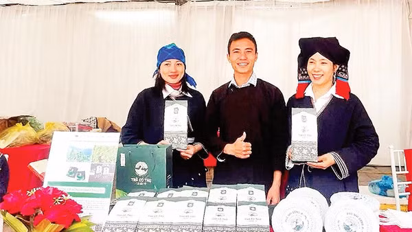 Sản phẩm được chế biến từ cây chè Shan tuyết cổ thụ Tả Củ Tỷ có giá trị kinh tế cao.